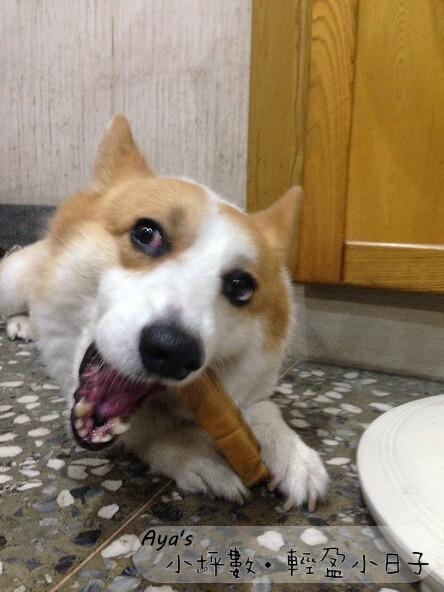 柯基吃零食起司棒