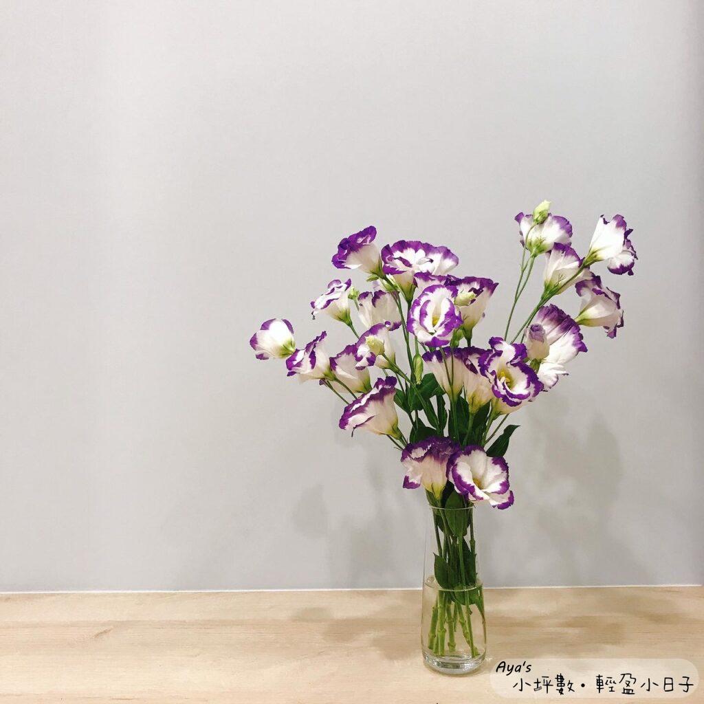 夢幻的紫色漸層桔梗