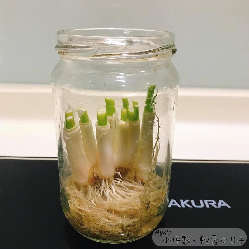 水耕蔥